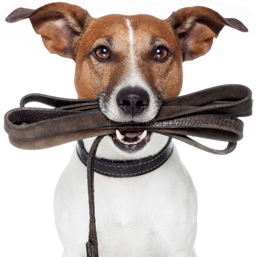 ag-leash.jpg