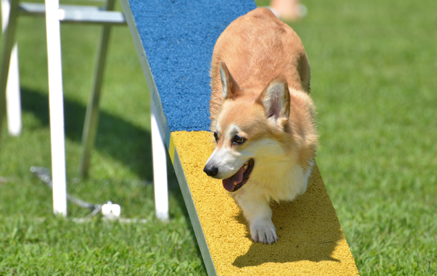 agility6